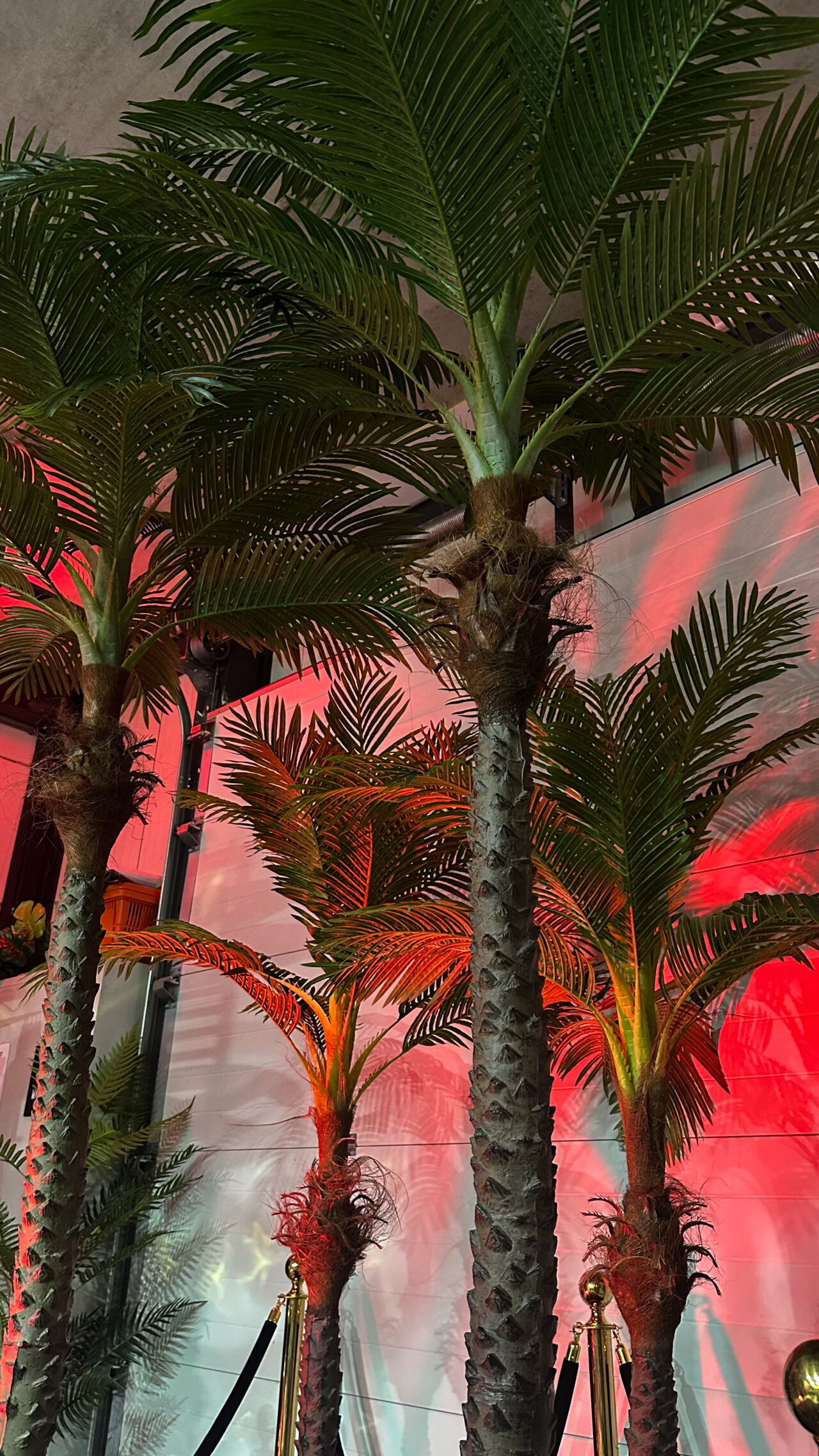 Palm set - Afbeelding 2